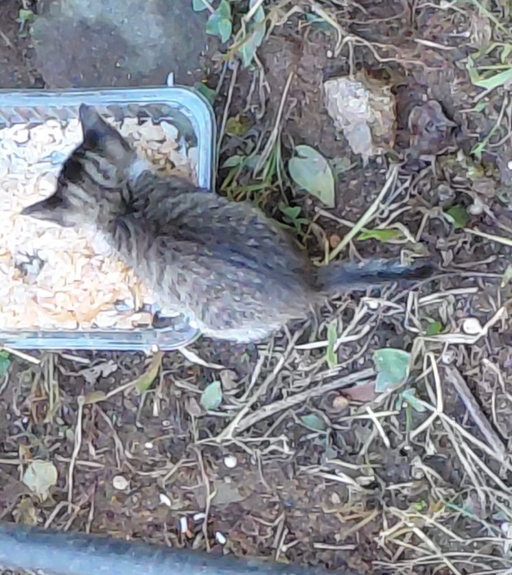 Gatinho a alimentar-se num recipiente de ração deixado no local