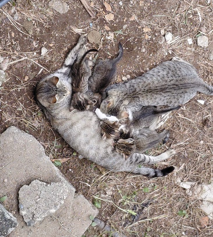 Gata a amamentar quatro crias na terra