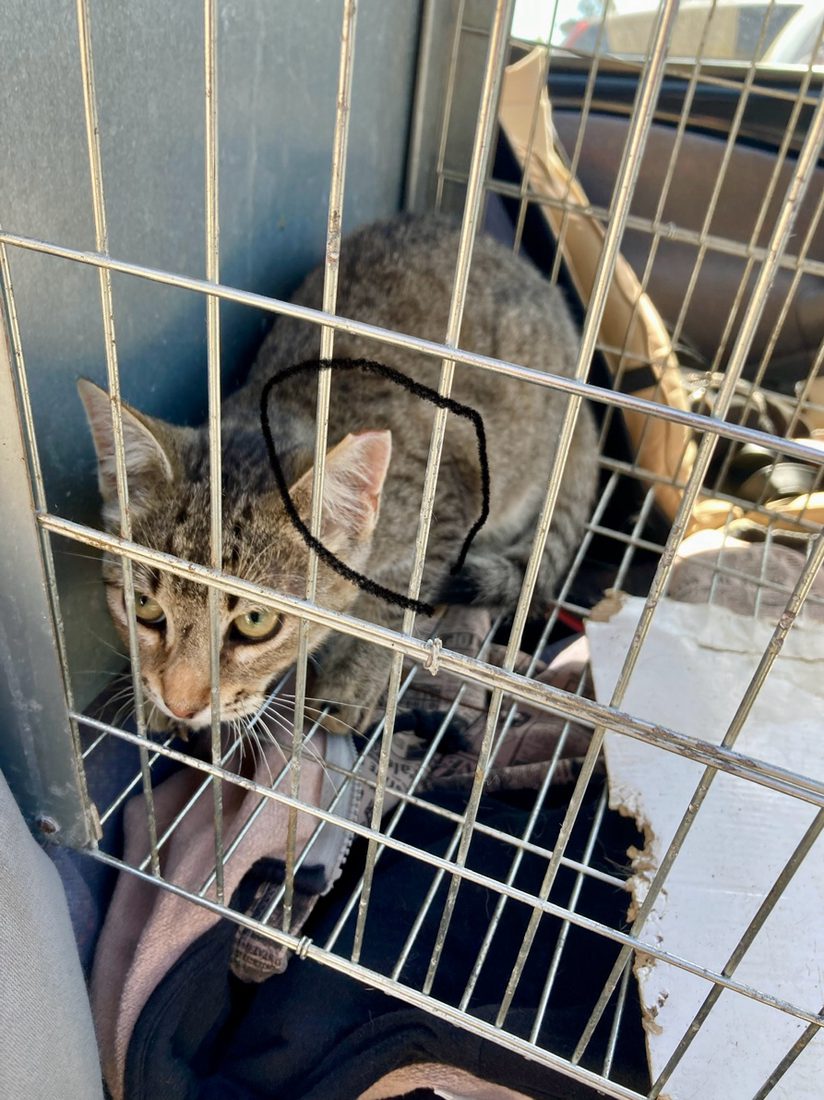 Gato capturado numa armadilha, com a orelha assinalada após esterilização